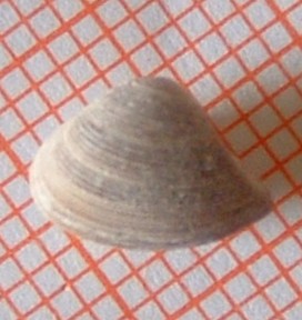 Jupiteria concava (Bronn, 1831) - Pliocene -